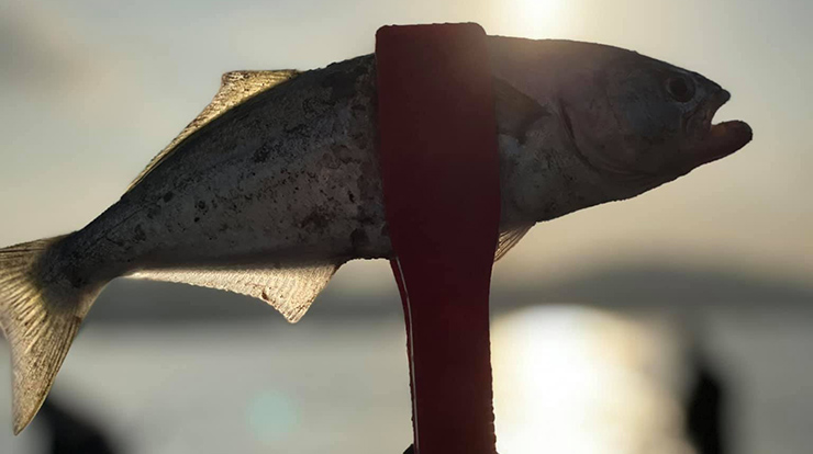 Kurşun Arkası Lüfer