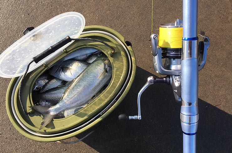 Kurşun Arkası Lüfer